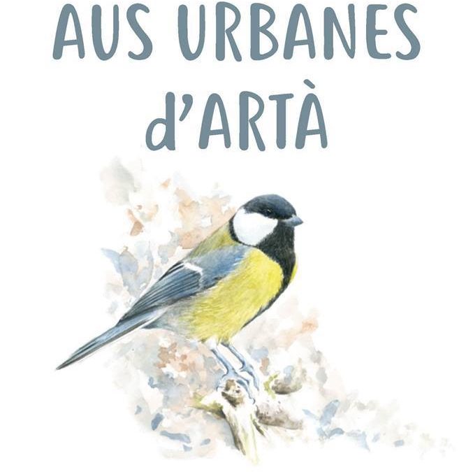 Petita guia de les aus urbanes d’Artà
