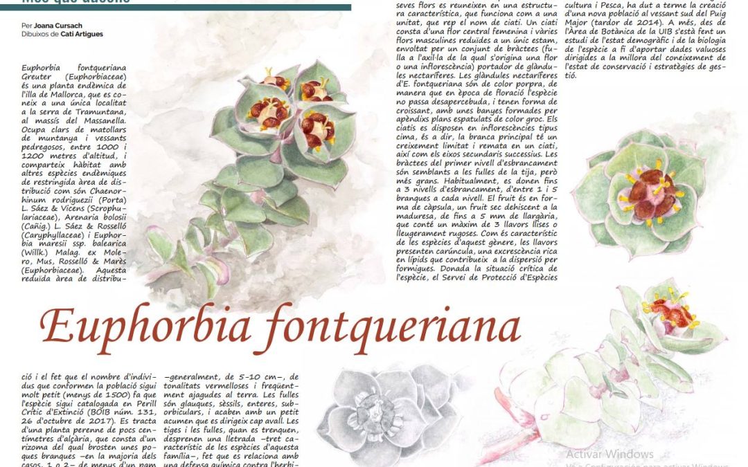 Euphorbia fontqueriana
