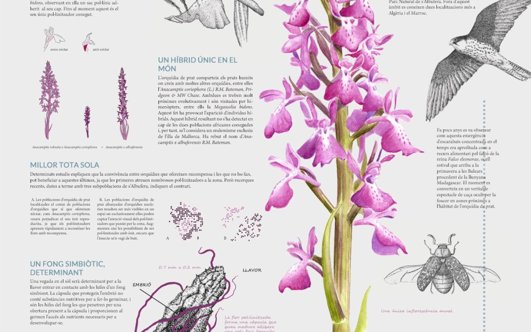 IL.LUSTRA INFOGRAFIA AMB ILLUSTRACIENCIA