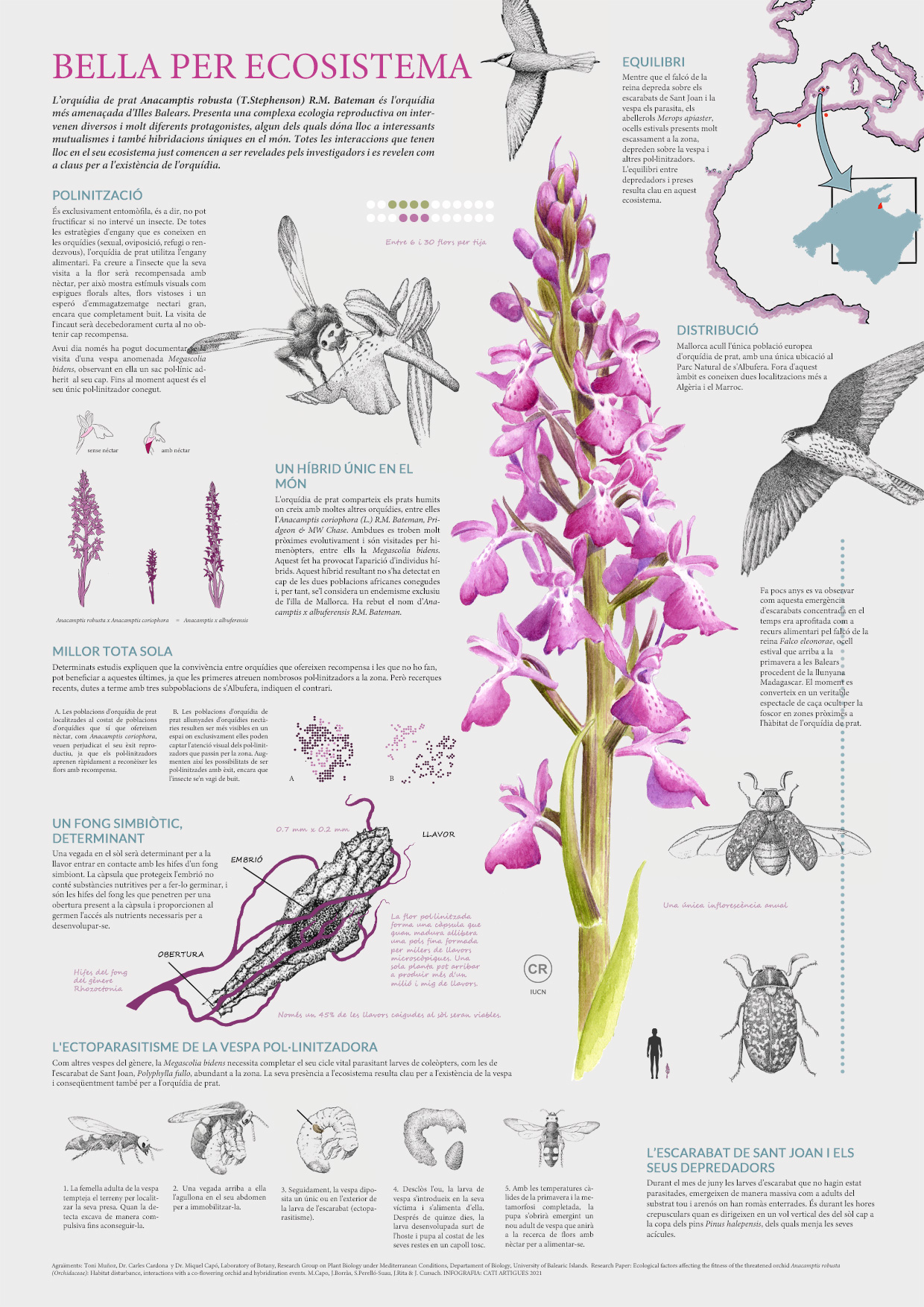 infografia_definitiva_catala_versio_illustraciencia
