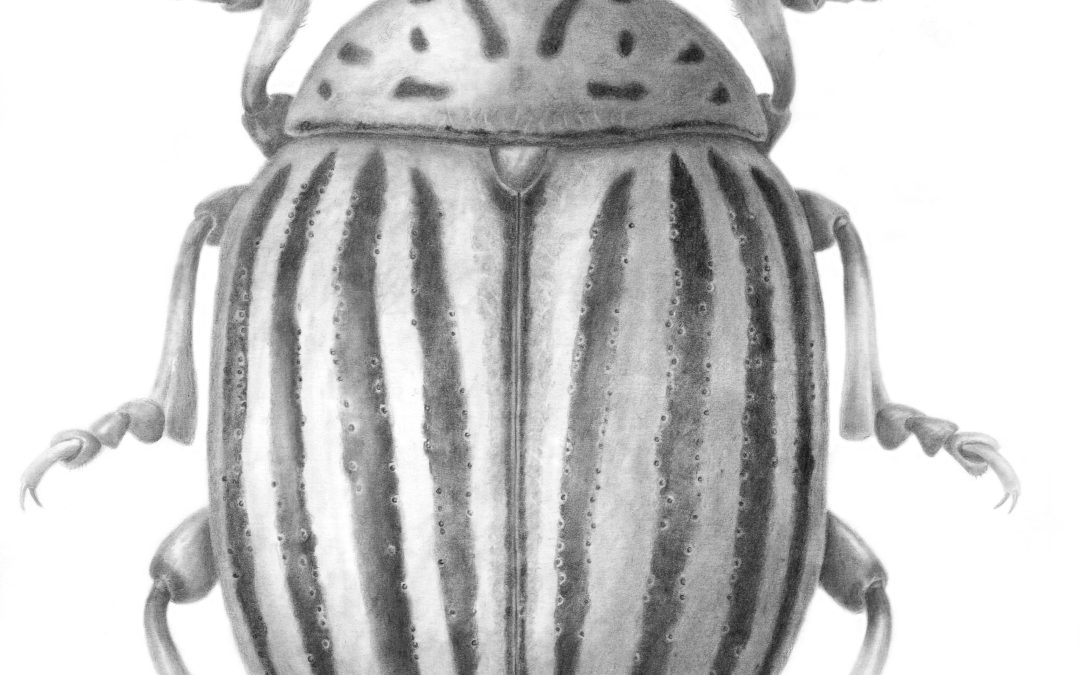 Illustraciencia, Curs Il·lustra Entomologia, 2019