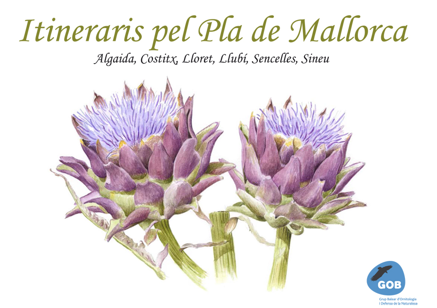 Itineraris-pel-pla-de-Mallorca