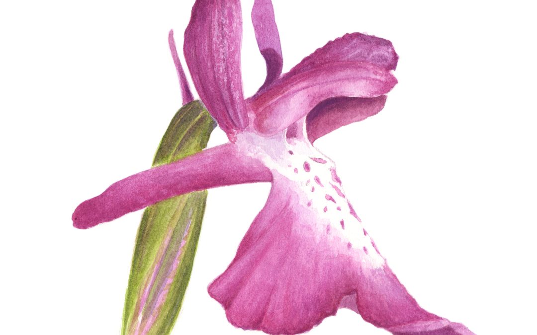 Les orquídies. Petites joies de la natura.