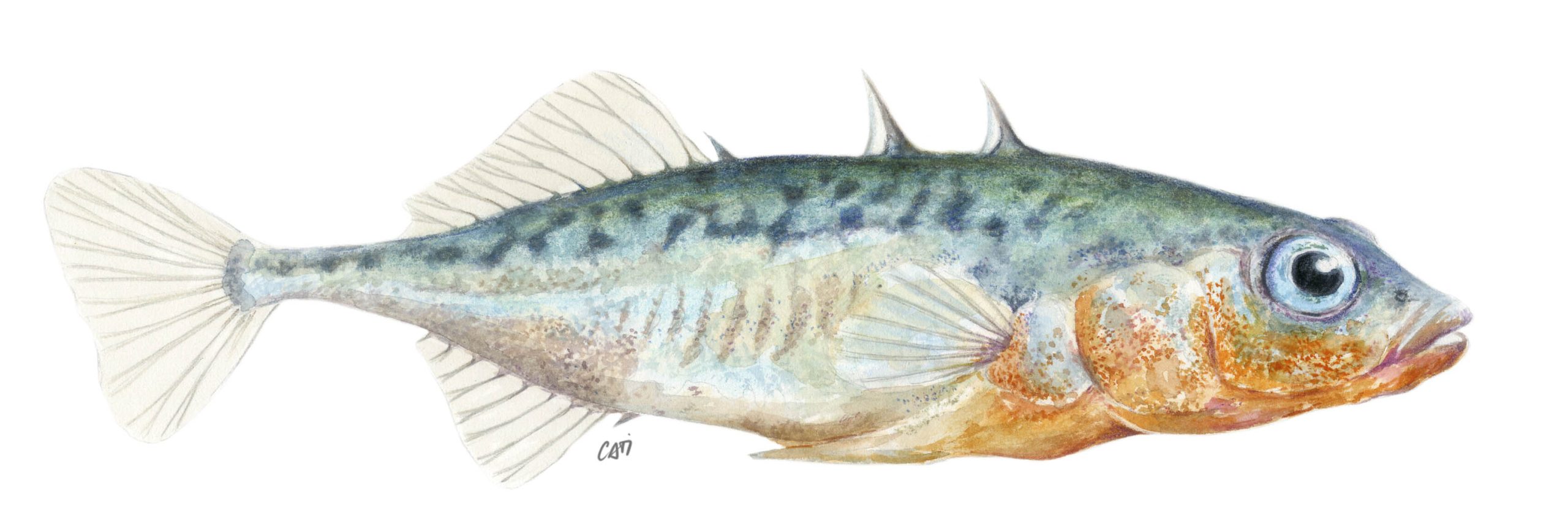 espinos_mascle_per_materials