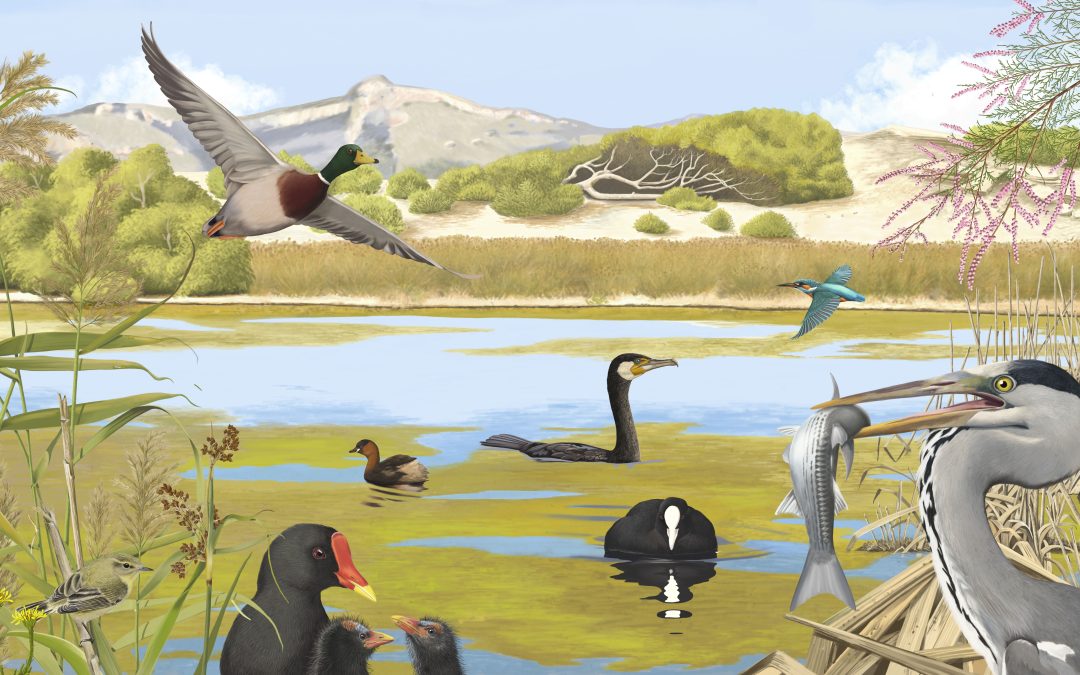 Onze finestres obertes als hàbitats del Parc Natural de la Península de Llevant