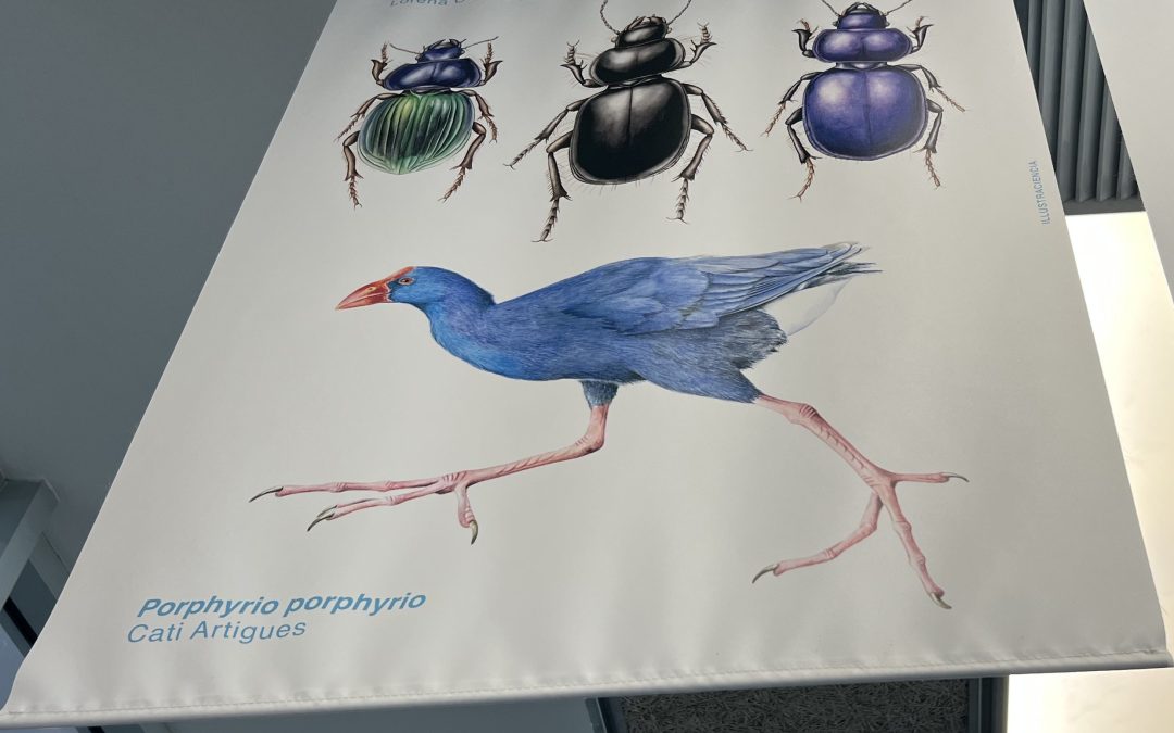 El gall faver a la BiblioLab Sagrada Família